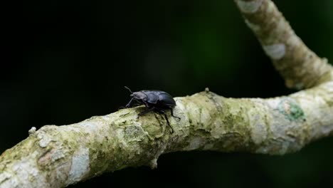 Seen-moving-in-slow-motions-with-its-antennae-as-it-is-found-on-a-forked-branch-in-the-forest,-Stag-Beetle,-Hexarthrius-nigritus-Sundayrainy,-Khao-Yai-National-Park,-Thailand