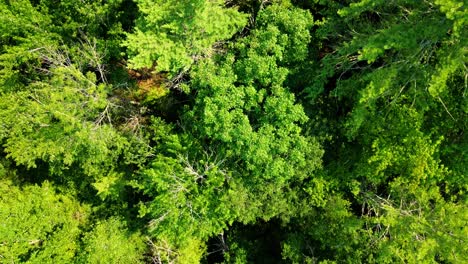 Aerial-top-down-drone-close-up-video-footage-of-a-dense-pine-forest-canopy-in-the-Appalachian-mountains-during-summer