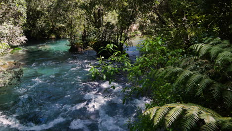 Flowing-Tarawera-river-downhill-the-dense-jungle-with-fern-and-plants-in-summer---NZ,Kawerau