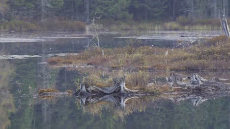 Wild-Lebende-Tiere-Im-Algonquin-Park,-Kanadagans-Mit-Flügeln-Auf-Der-Malerischen-Insel