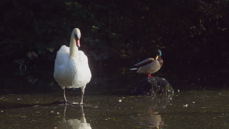 A-Beautiful-Large-Swan-in-a-Lake-with-a-Duck-Standing-on-a-Rock