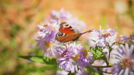 4K-Aufnahmen-Eines-Schmetterlings-Aus-Nächster-Nähe,-Der-Vom-Pollen-Einer-Lila-Gartenblume-Frisst