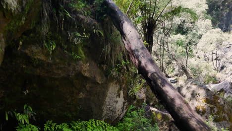Pov-walk-through-dense-jungle-between-rocks-and-plants-in-Kaweraud-during-summer-day,New-Zealand
