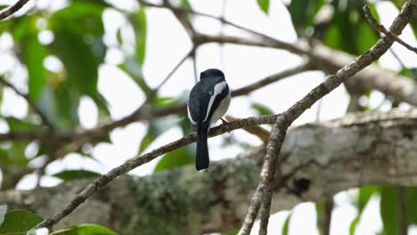 Seen-from-its-back-side-perched-on-a-branch-then-turns-to-the-right-and-looks-around-then-flies-downward,-Bar-winged-Flycatcher-shrike,-Hemipus-picatus,-Khao-Yai-National-Park,-Thailand