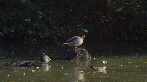 A-Family-of-Ducks-Swimming-and-Standing-on-a-Rock-in-a-Murky-Lake-in-Slow-Motion
