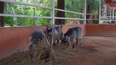 Some-goats-eating-in-their-pen