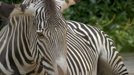 Nahaufnahme-Eines-Müden-Zebras,-Das-Auf-Der-Afrikanischen-Savanne-Liegt
