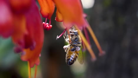African-honey-bee-worker-collects-pollen-from-a-red-hanging-flower,-macro