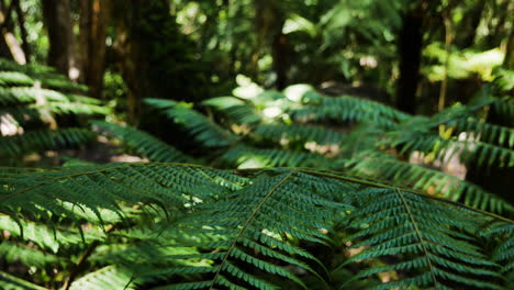 Close-up-shot-of-waving-Fern-Plants-in-National-Park-of-Karewau,New-Zeland---Bokeh-effect-og-deep-forest-in-background