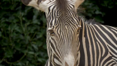 Isolated-close-up-portrait-of-a-beautiful-Zebra-