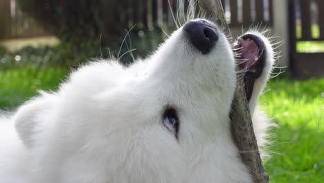 Handheld-close-up-video-of-a-beautiful,-cute,-small-and-young-Samoyed-Puppy-eating-and-biting-a-wooden-stick-on-the-green-grass-in-the-background