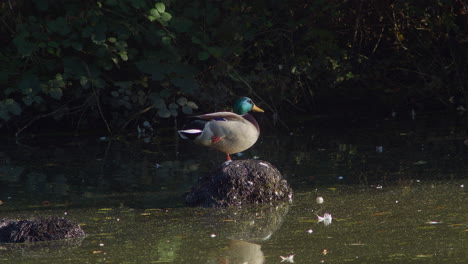 A-Large-Male-Duck-Standing-on-a-Rock-in-a-Murky-Lake-in-Slow-Motion