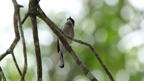 Gesehen-Unter-Dem-Schatten-Des-Baumes,-Der-Auf-Einem-Ast-Thront,-Fliegt-Dann-Auf-Die-Linke-Seite,-Bar-winged-Flycatcher-shrike,-Hemipus-Picatus,-Khao-Yai-Nationalpark,-Thailand