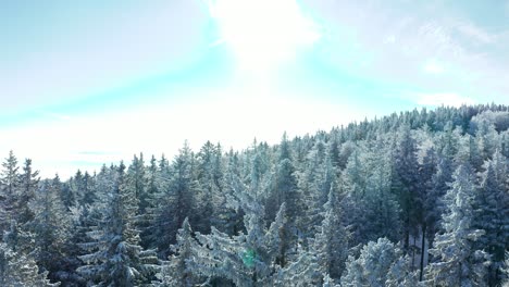 Snow-covered-treetops-backlit-by-sun,-aerial-descending-view,-lens-flares-for-effect