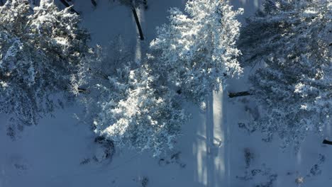 Top-down-view-of-cross-country-skiing-tracks-in-forest,-aerial-view-of-winter-woods,-covered-in-fresh-snow