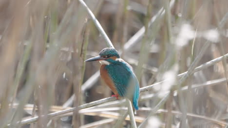 A-close-up-shot-with-shallow-depth-of-field-of-a-Common-Kingfisher-hiding-in-the-bush-and-then-fly-away-in-Tokyo,-Japan