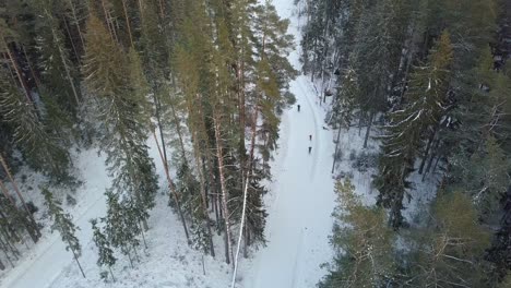 Turistas-Esquiando-En-Un-Sendero-Nevado-Rodeado-De-árboles-En-El-Bosque-Cerca-De-Smiltene,-Letonia---Antena