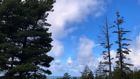 Zeitraffer-Von-Wolken,-Die-über-Oregon-Waldbäume-Wehen