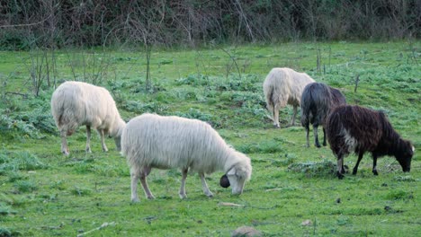 Slow-motion-shot-of-flock-of-sheep-with-bells-grazing-peacefully-on-pasture-in-Sardinia,-Italy