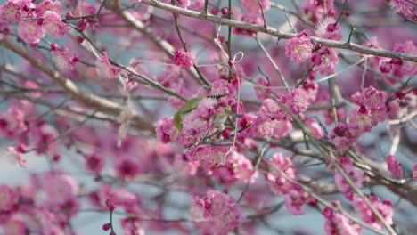 Warbling-White-eye-bird-perched-on-a-branch-of-a-pink-Plum-tree-in-Spring,-Japan