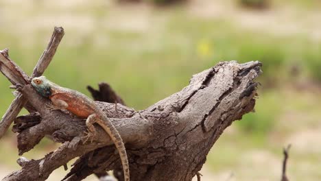 A-close-full-body-shot-of-a-Ground-Agama-climbing-on-a-dead-branch-and-displaying-push-ups,-Kgalagadi-Transfrontier-Park