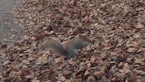 Curious-woodland-squirrels-foraging-and-eating-nuts-in-Autumn-forest-park-foliage