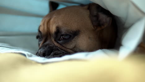 Cute-french-bulldog-puppy-lying-on-a-bed-covered-in-a-blanket-face-close-up