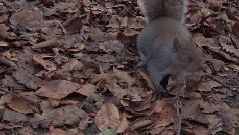 Curious-woodland-squirrels-closeup-foraging-and-eating-nuts-in-Autumn-forest-park