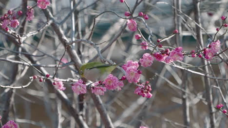 Fixed-shot-of-a-Warbling-White-eye-bird-feeding-on-from-a-plum-tree-in-Tokyo,-Japan