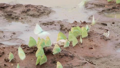 Kapernweißer-Schmetterling-Zusammen-Mit-Vielen-Grünen-Schmetterlingen,-Die-Feuchtigkeit-Aus-Dem-Nassen-Sand-Im-Kgalagadi-Transfrontier-Park-Aufnehmen