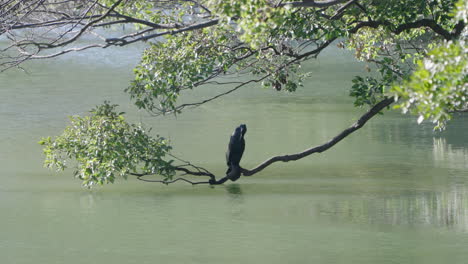 Fixed-shot-of-Japanese-cormorant-standing-on-a-tree-branch-above-water-in-Tokyo,-Japan