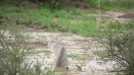 Wide-shot-of-an-African-Wild-Cat-sitting-with-the-back-to-the-camera-and-looking-back-over-its-shoulder,-Kgalagadi-Transfrontier-Park