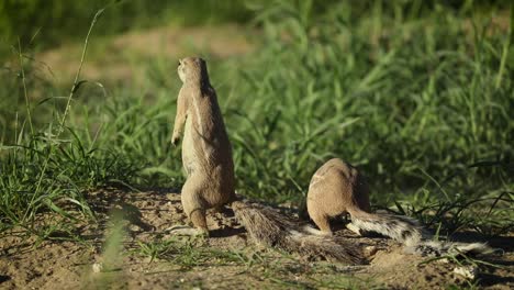 Wide-shot-of-two-African-Ground-Squirrel-standing-on-their-hind-feet-and-scanning-their-surroundings,-Kgalagadi-Transfrontier-Park