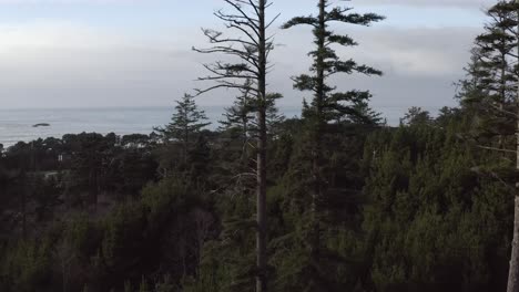 Pedestal-up-of-trees-in-woods-with-ocean-in-background,-aerial-over-ocean