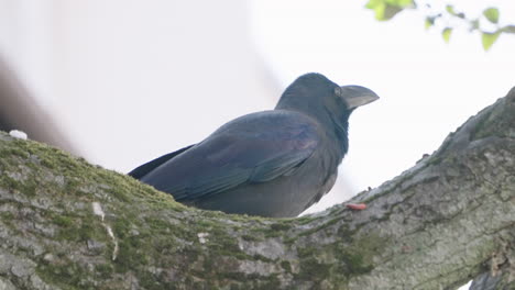Large-Billed-Crow-Eating-The-Bark-Of-A-Tree---Closeup-Shot
