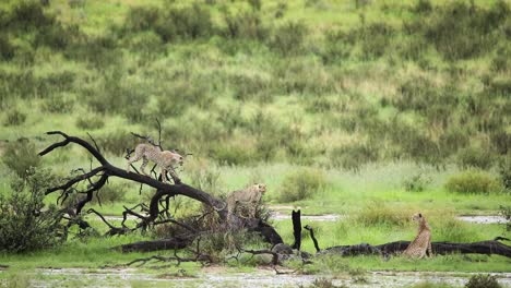 Beautiful-wide-shot-of-two-Cheetah-cubs-playing-on-a-fallen-tree-with-their-mother-sitting-in-the-grass-watching-them,-Kgalagadi-Transfrotnier-Park