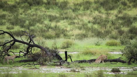 A-beautiful-wide-shot-showing-a-mother-Cheetah-grooming-herself-and-her-two-cubs-jumping-on-a-dead-tree-in-the-rainy-landscape-of-the-Kgalagadi-Transfrontier-Park