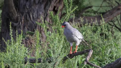 A-wide-shot-of-a-Pale-Chanting-Goshawk-perched-on-a-branch-before-flying-down-into-the-thicket,-Kgalagadi-Transfrontier-Park