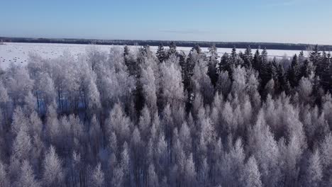 Seasonal-forest-in-winter-northern-Europe-covered-with-frost-sunny-daylight-aerial-view