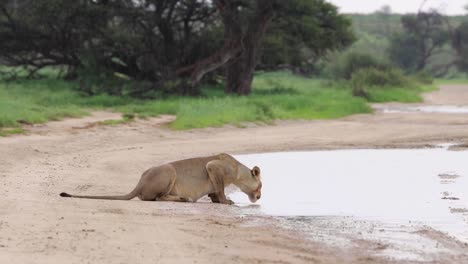Beautiful-full-body-shot-of-a-lioness-drinking-from-a-puddle-in-the-road-before-walking-down-the-road-towards-the-camera-in-the-rain,-Kgalagadi-Transfrontier-Park