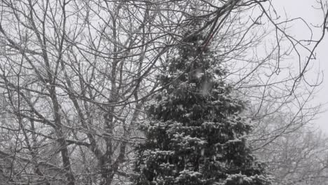 Looking-up-at-trees-watching-snow-fall-in-wintertime,-locked-off-static