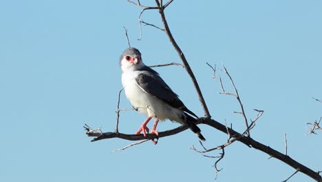 Close-full-body-shot-of-a-Pygmy-Falcon-perching-on-a-dead-branch,-Kgalagadi-Transfrontier-Park