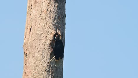 Wreathed-Hornbill,-Rhyticeros-undulatus,-Female,-Khao-Yai-National-Park,-Thailand