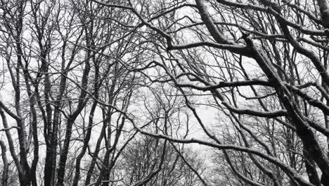 Steady-looking-up-of-leafless-snowy-tree-branches-against-cloudy-sky-in-winter