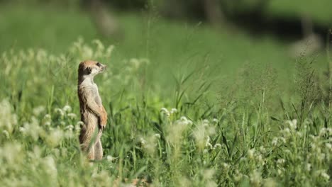 Wide-shot-of-a-Meerkat-standing-in-the-green-grassland-of-the-Kgalagadi-Transfrontier-Park-and-checking-its-surroundings