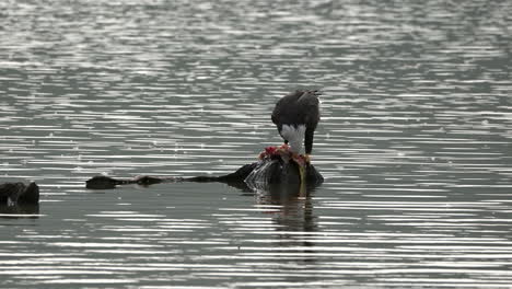 A-bald-eagle-tearing-a-fish-apart-on-a-rock-in-the-middle-of-a-lake