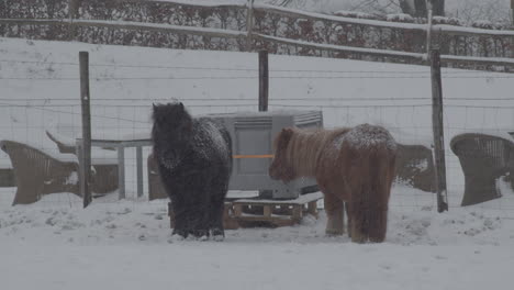 Zwei-Ponys,-Die-Bei-Strengem-Winterwetter-Auf-Einer-Schneebedeckten-Wiese-Stehen