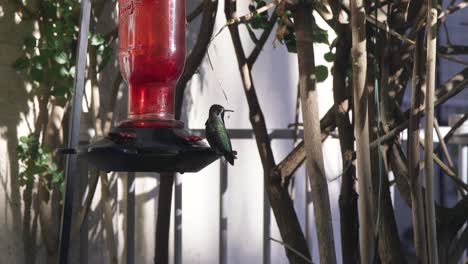 A-hummingbird-lands-on-a-red-glass-hummingbird-feeder