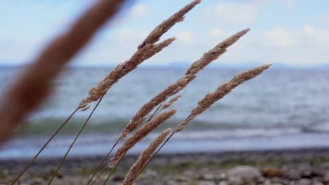Dry-reed-flowers-swaying-in-wind-with-Lake-Taupo-in-background,-slow-motion