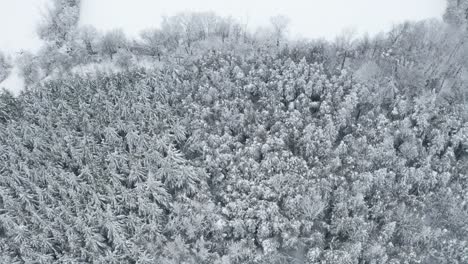 Drone-view-over-snow-covered-trees-in-forest-beside-empty-white-farm-fields